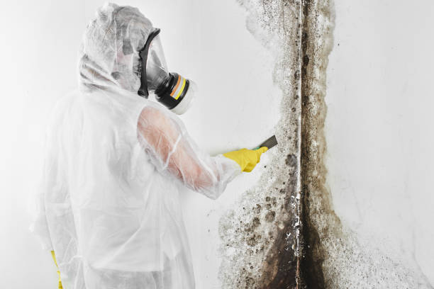 Best Post-Flood Mold Remediation in Indian Hills, NM