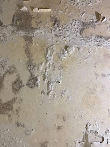 Best Mold Remediation for Specific Building Types in Indian Hills, NM