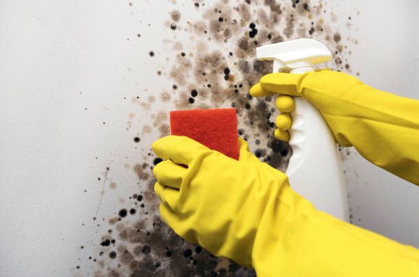 Best Mold Testing and Inspection Services in Indian Hills, NM