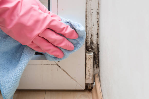 Best Bathroom Mold Remediation in Indian Hills, NM
